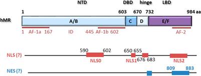 Posttranslational Modifications of the Mineralocorticoid Receptor and Cardiovascular Aging